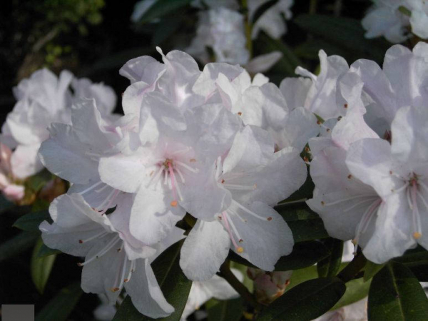 Rhododendron carolinianum Schneekoppe2